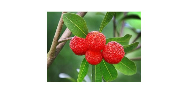 品世台湾豪妇荡乳4助势富民杨梅节，多种活动等你来一起嗨